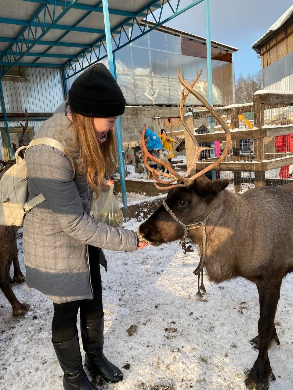 В гости к северным оленям | 02.12.2023. Галерея Фантим