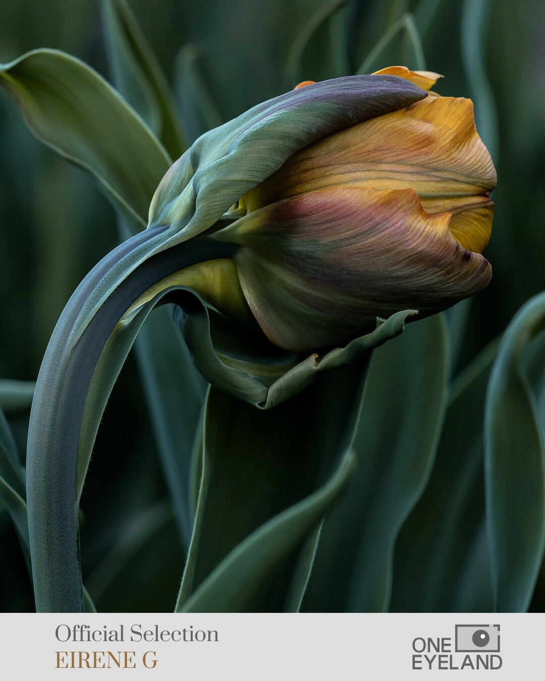 ONEEYELAND GALLERY. Eirene G |  Photoartist | Flowers from my garden