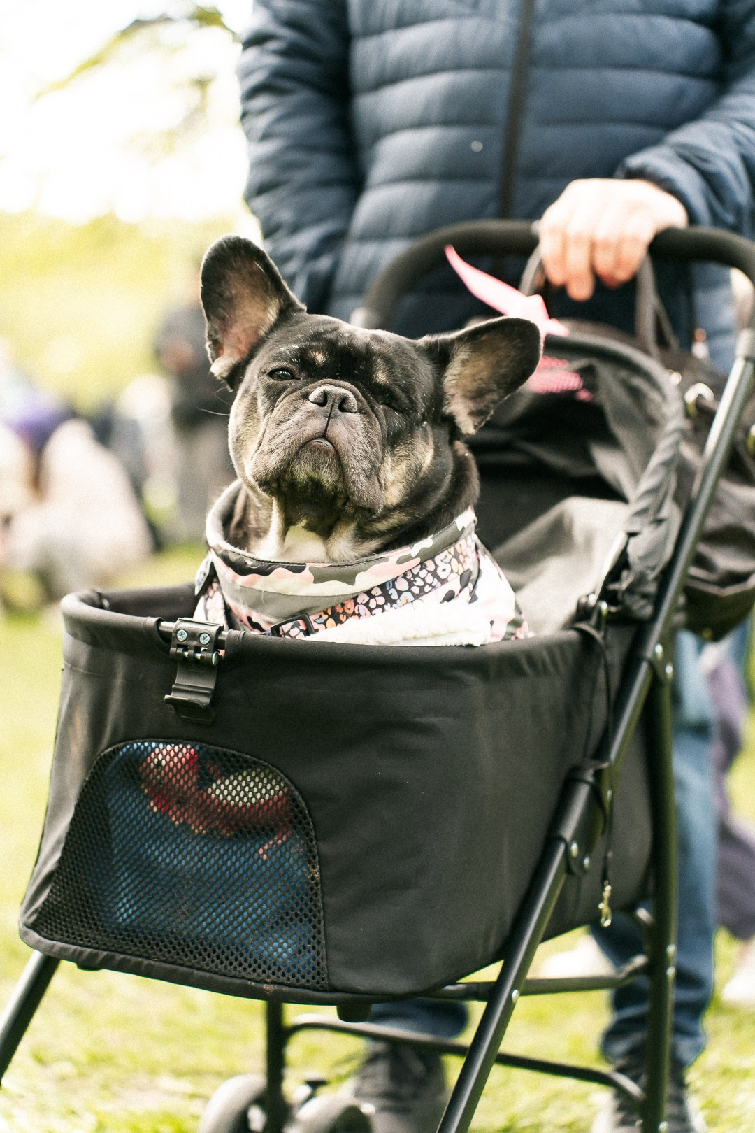 Парад Бульдогов. Axenov_eugene