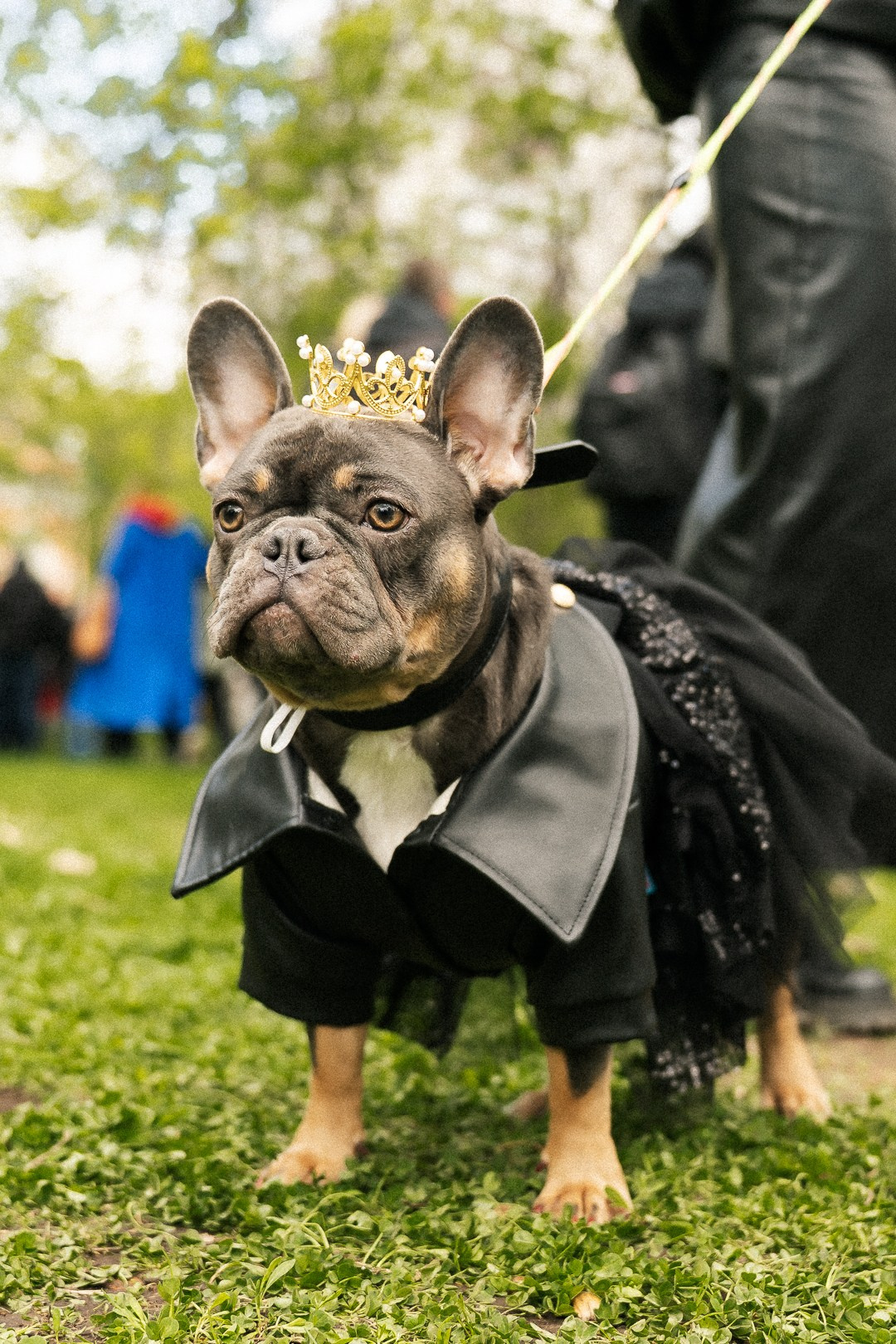 Парад Бульдогов. Axenov_eugene