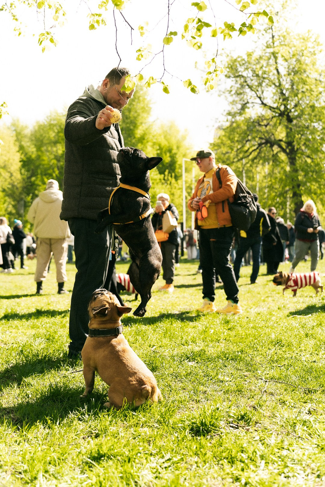 Парад Бульдогов. Axenov_eugene