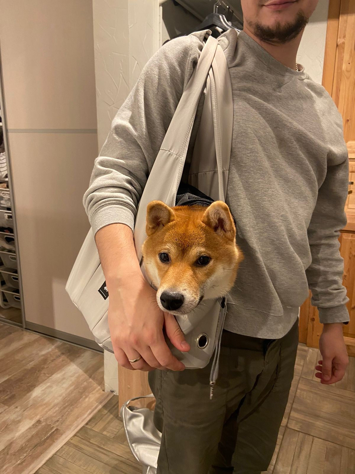 сиба питомник Рубилайт щенки на продажу rubylight  сиба щенки купить