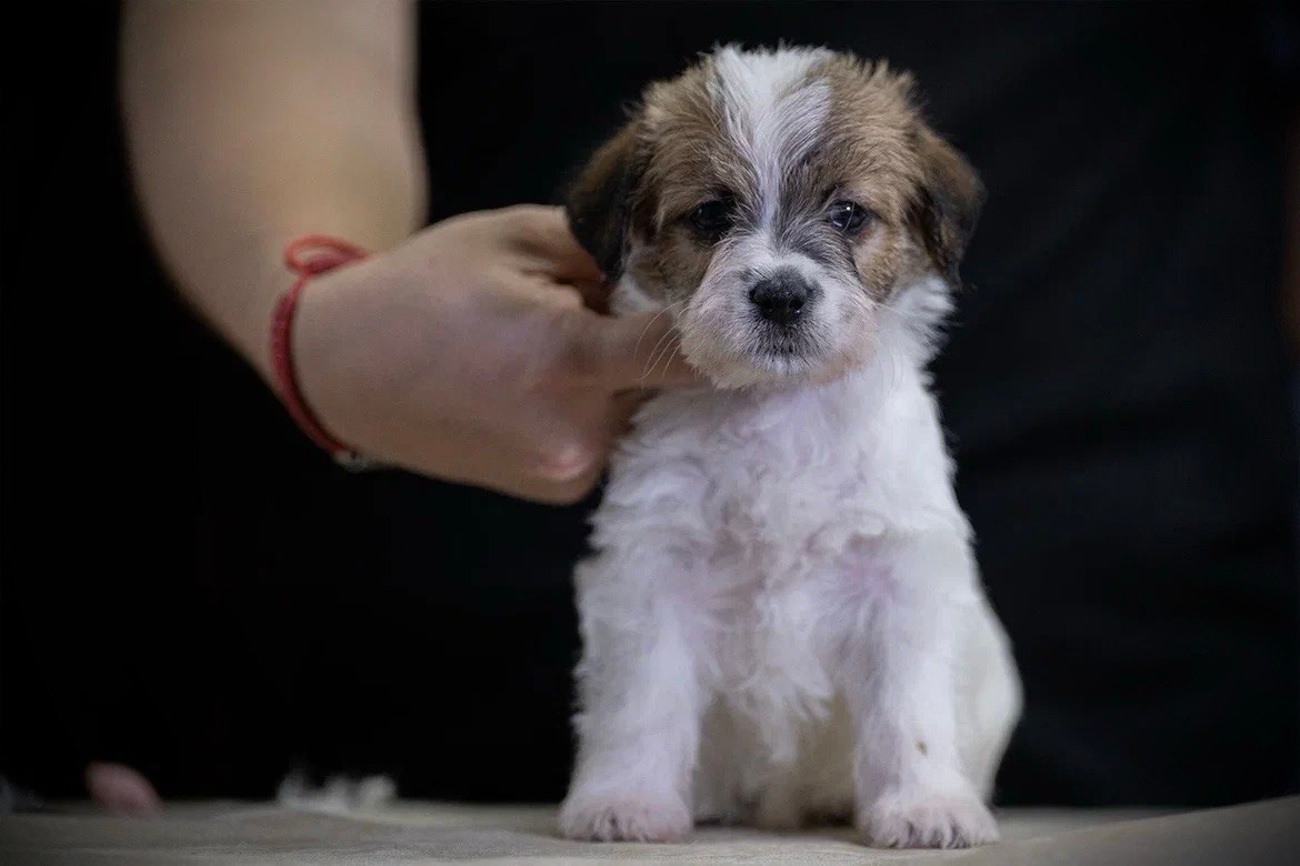 Сука 4. Lovely-Orange питомник джек рассел терьеров