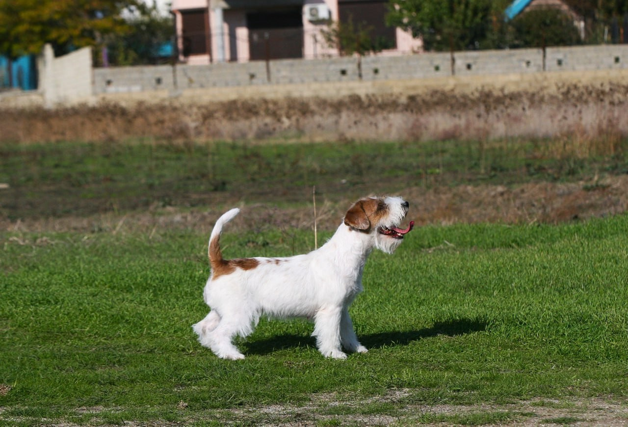 Lovely -Orange Team Spirit. Lovely-Orange питомник джек рассел терьеров