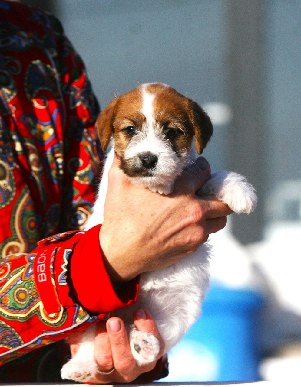 Сука 2. Lovely-Orange питомник джек рассел терьеров