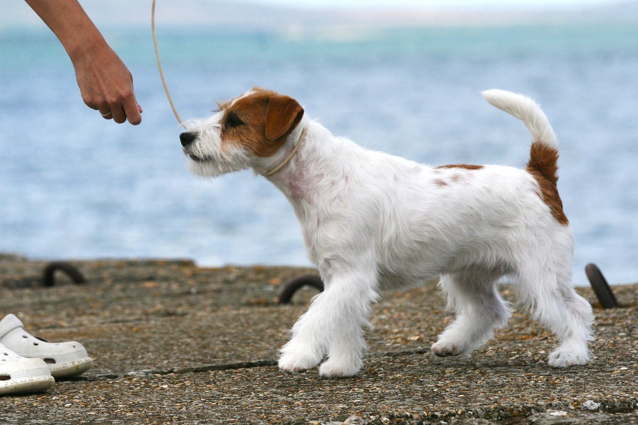 Anroal Chiquilla aka Miya. Lovely-Orange питомник джек рассел терьеров