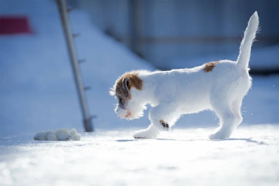 Сука 1. Lovely Orange kennel Jack Russell Terrier FCI/RKF