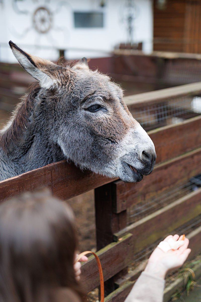 Прогулка в контактном зоопарке. Детский и семейный фотограф Домодедово