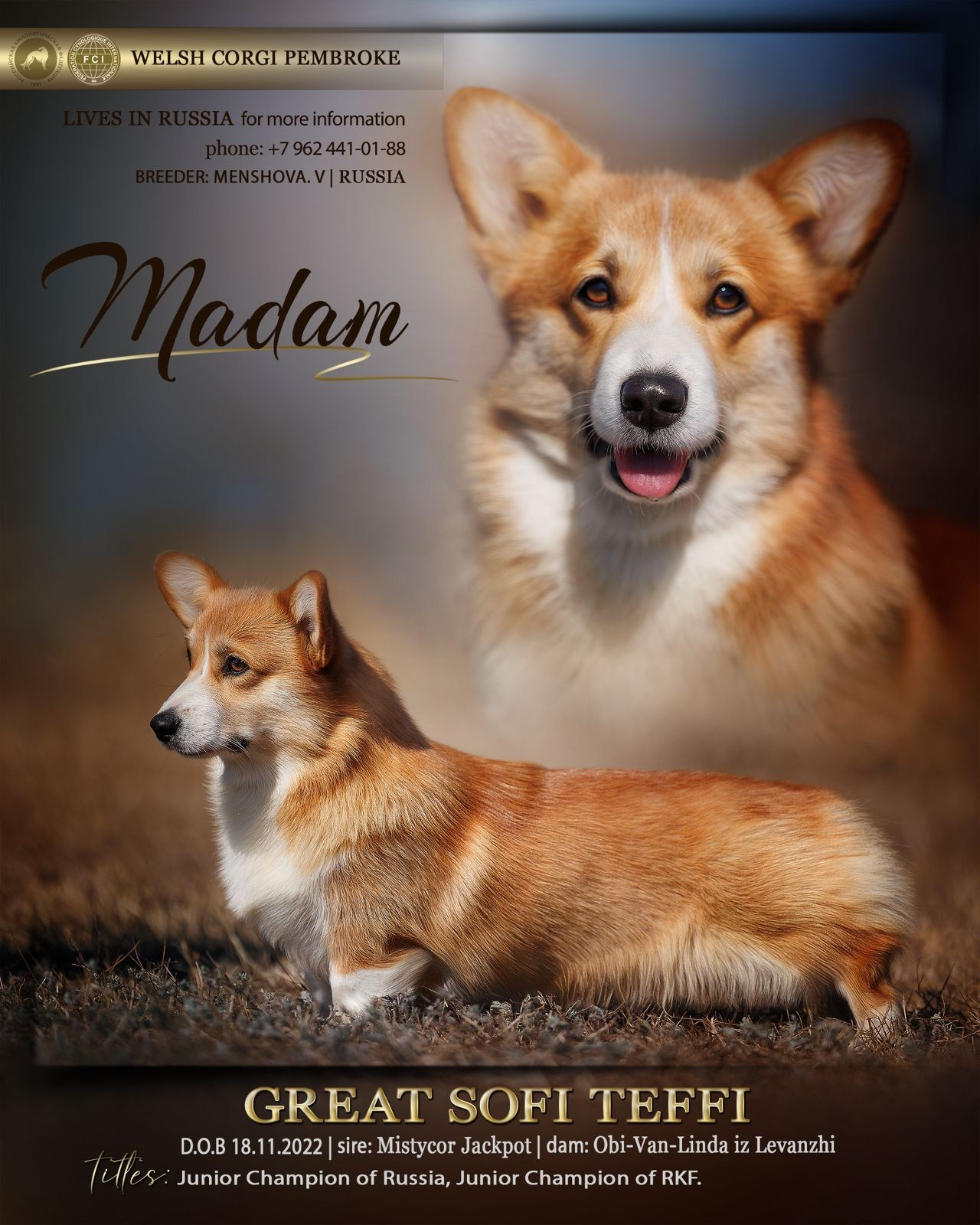 Animal presentation. Фотограф