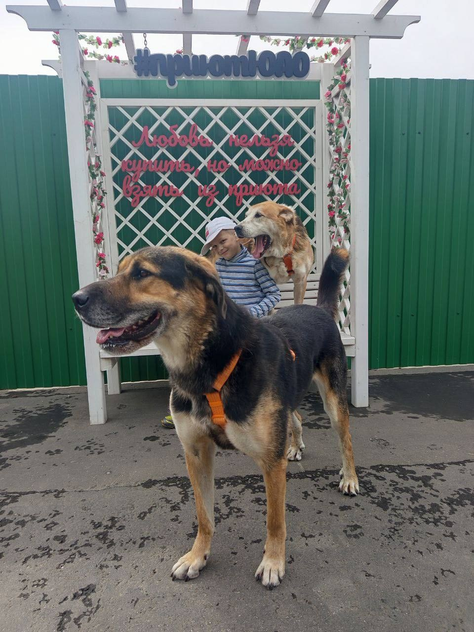 Прогулки и волонтерство. Забери домой друга