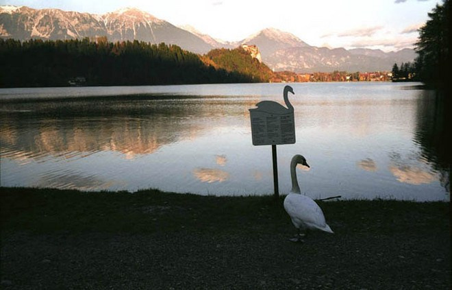 Композиция кадра. Семейный и свадебный фотограф в Майкопе Михаил Мартиросян