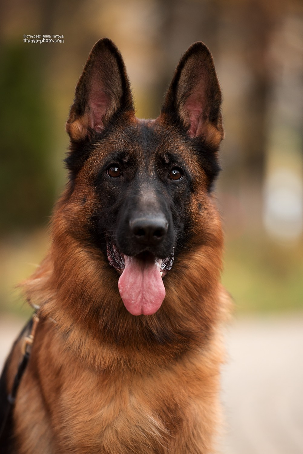 Фото немецких овчарок. Фотограф собак, фотограф-анималист Аня Титова (Titanya). Москва
