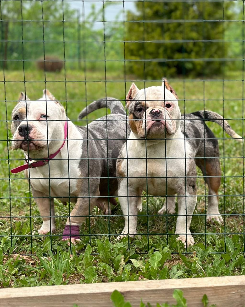 Lordli Of Gardens Blucha. Питомник американских булли Bounty Pride Bully