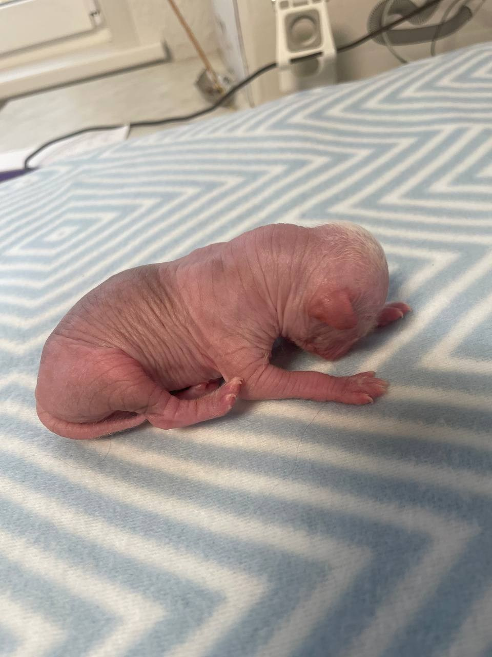 D1 День Рождения