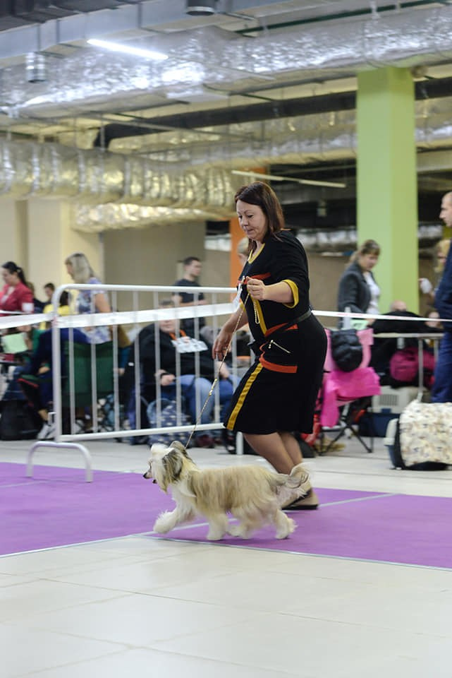 18.11.2018 г. Москва, Всероссийская выставке\а клуба "Элегия-Престиж", эксперт Е.Крюкова, класс юниоров, JCAC.