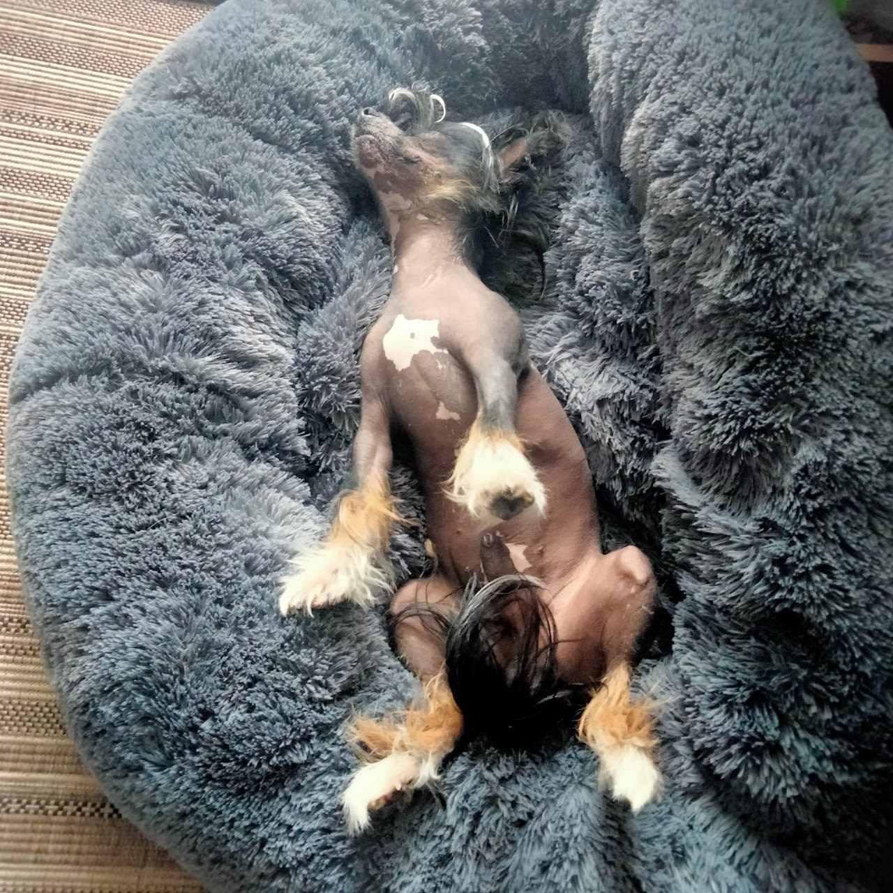 Poale Ell Vinsent. Chinese Crested Dog Kennel Poale Ell