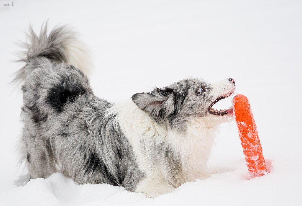 Life with dog. Saamill