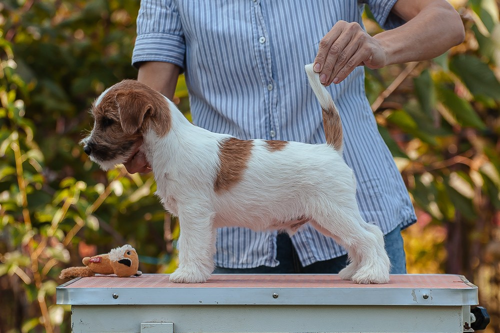 CANE MAESTRO SQUIRE. CANE MAESTRO — kennel Jack Russell Terrier