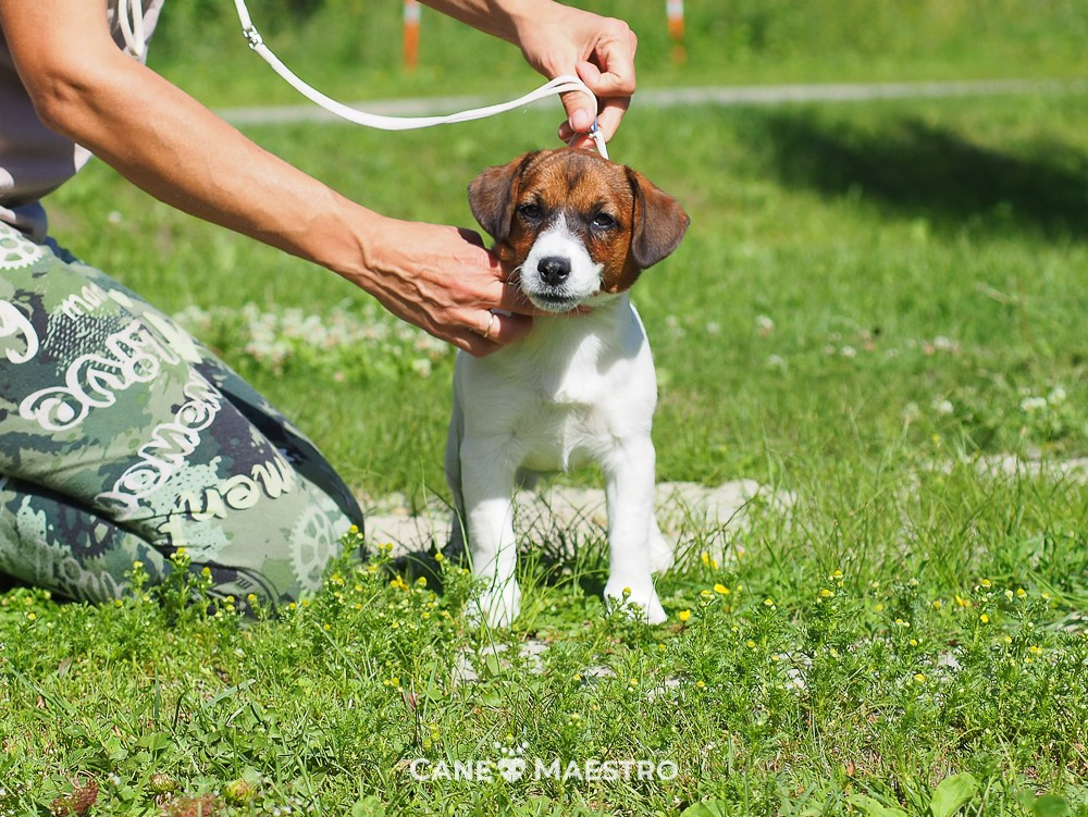 Щенок Джек-рассел-терьер. КМ ФЕЛИЧИТА. Гладкий тип шерсти. Девочка №2. КАНЕ МАЭСТРО — питомник Джек рассел терьеров