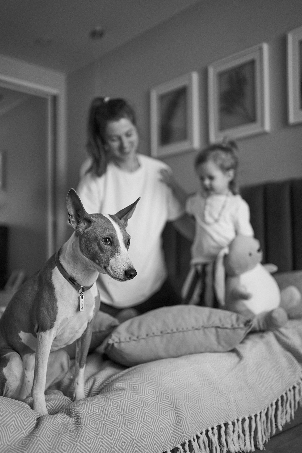 Аня, Майя и Пепси. Фотограф анималист Москва Дарья