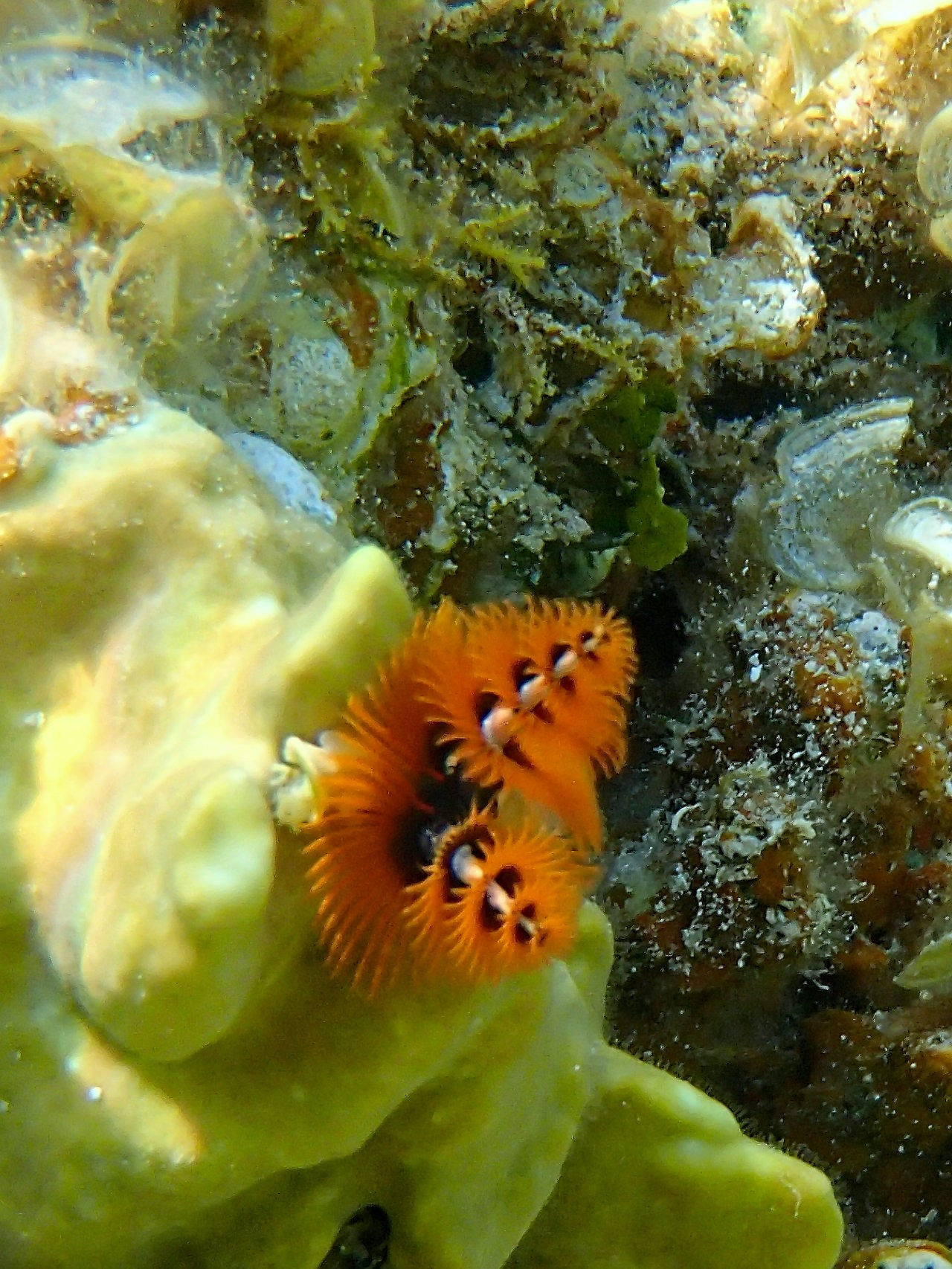 Мне посмотреть. Рыбов показываю