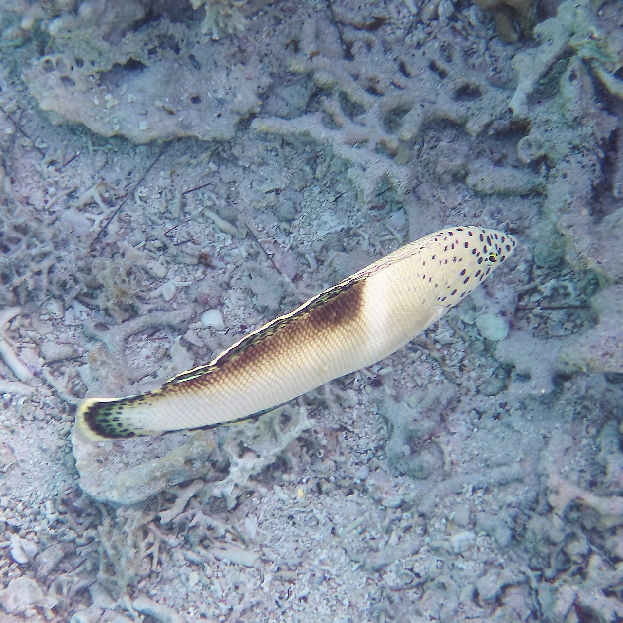 Мне посмотреть. Рыбов показываю