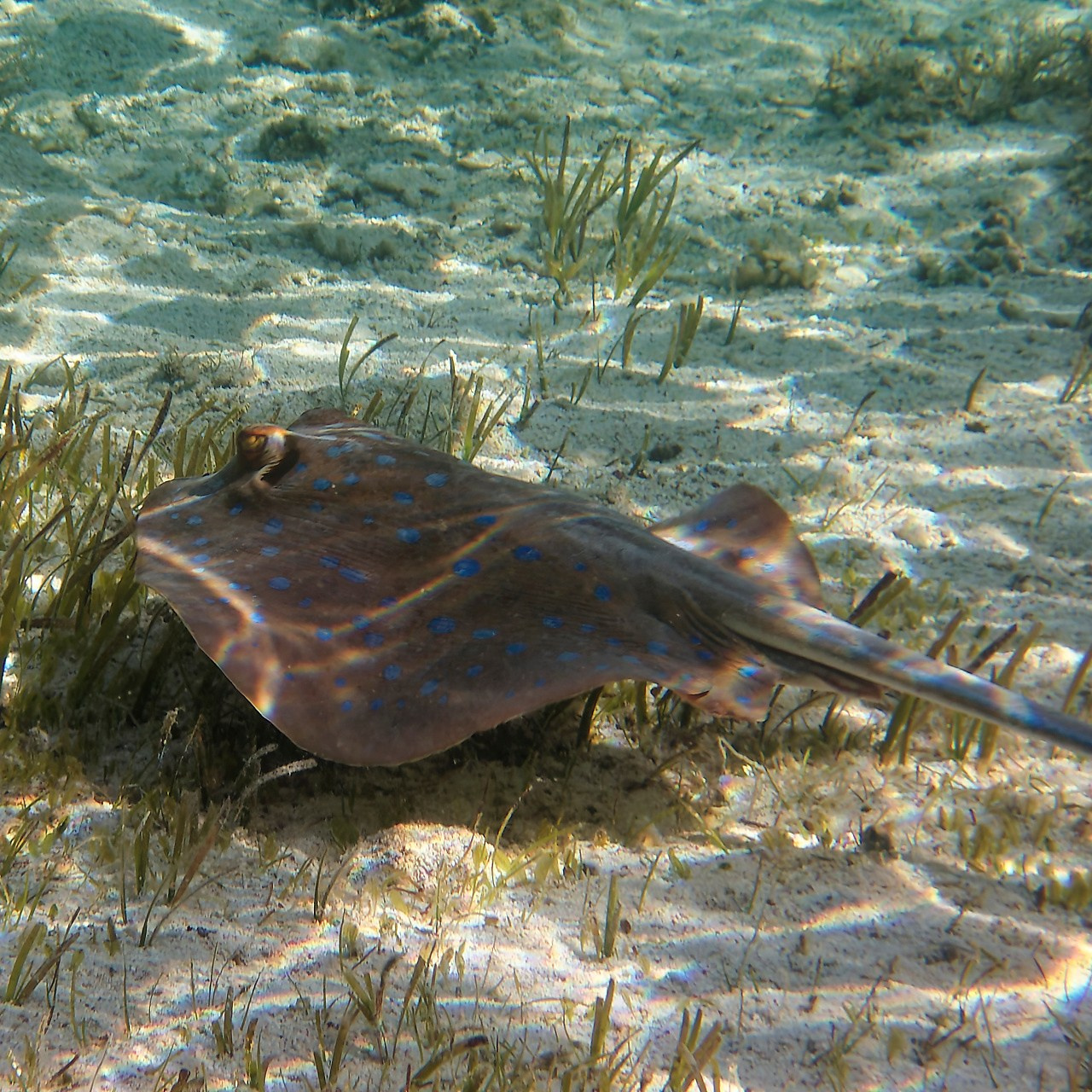 Мне посмотреть. Рыбов показываю