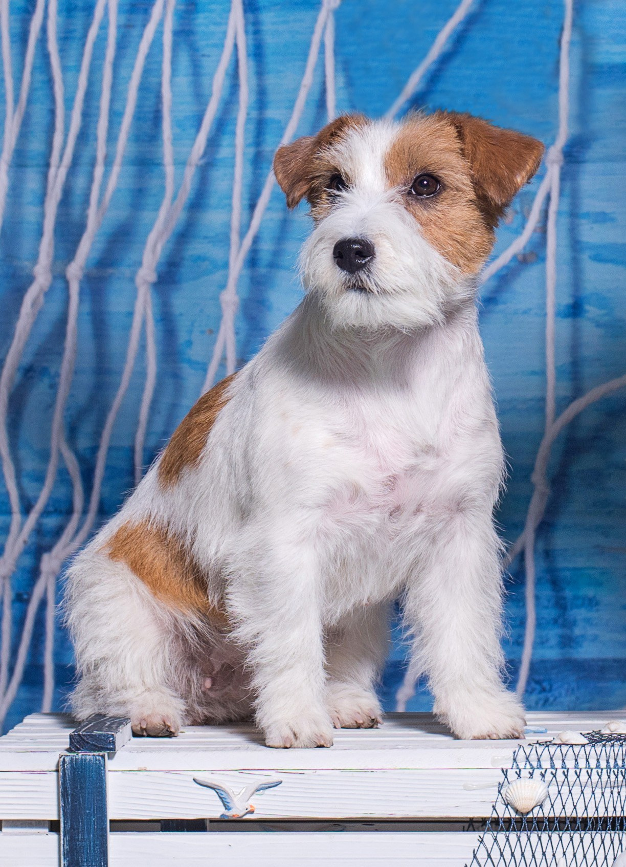 MARGARITA. CANE MAESTRO — kennel Jack Russell Terrier