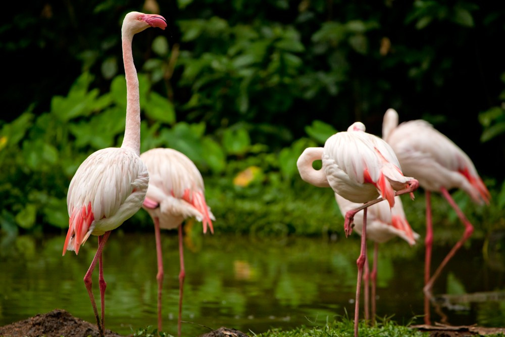 Wildlife photography. Photographer Kirill Sergeev | Moscow