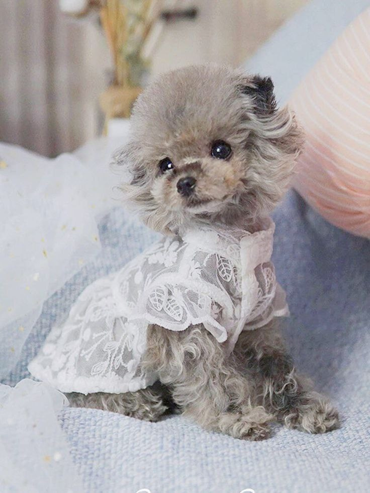 31 марта и 4 апреля — одёжка для кошки и анораки для собаки!. Школа для девочек во Владивостоке — Само Совершенство