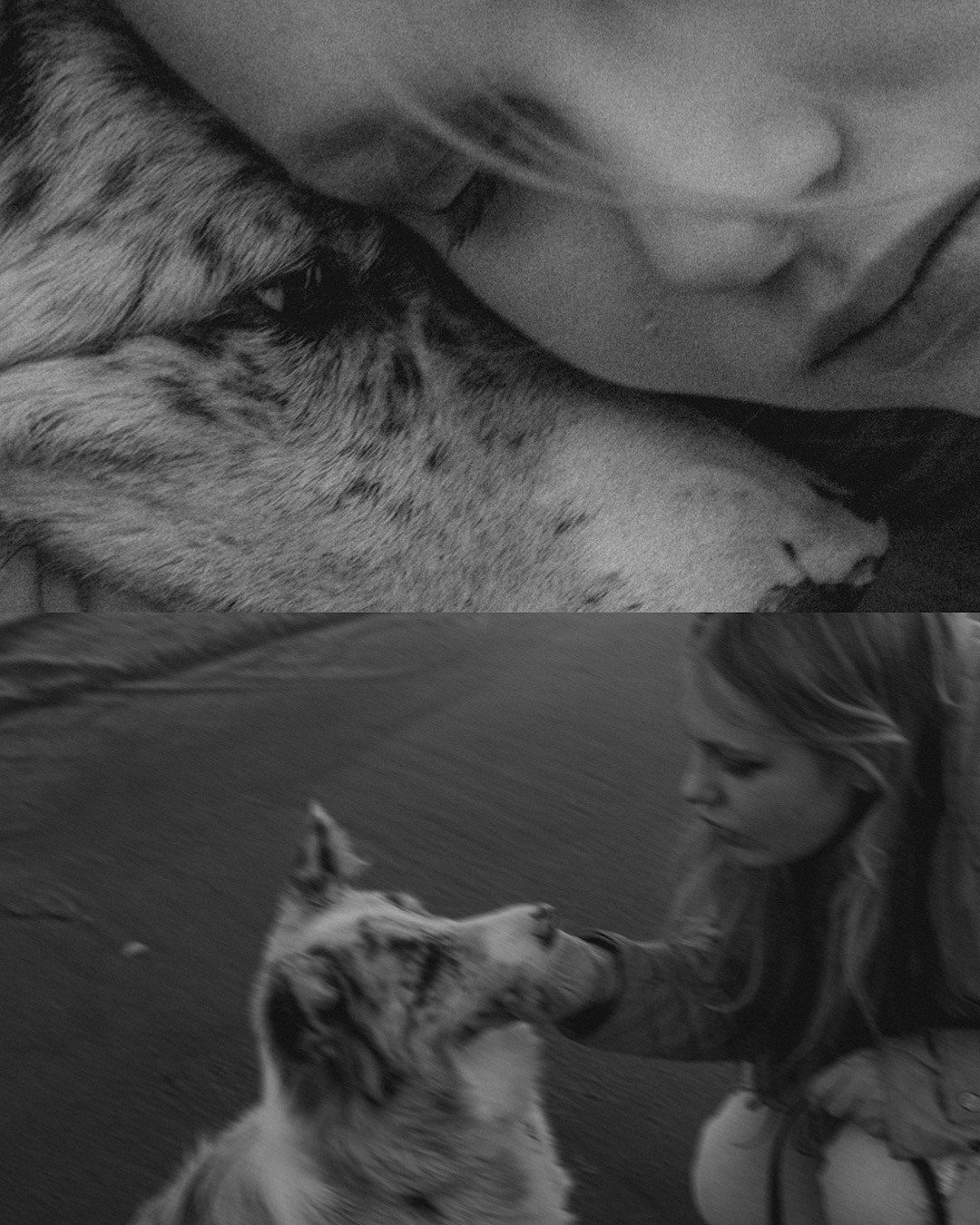 Света, Катрин и Умка. Фотограф анималист в Москве и Санкт-Петербурге Свиридова Анна