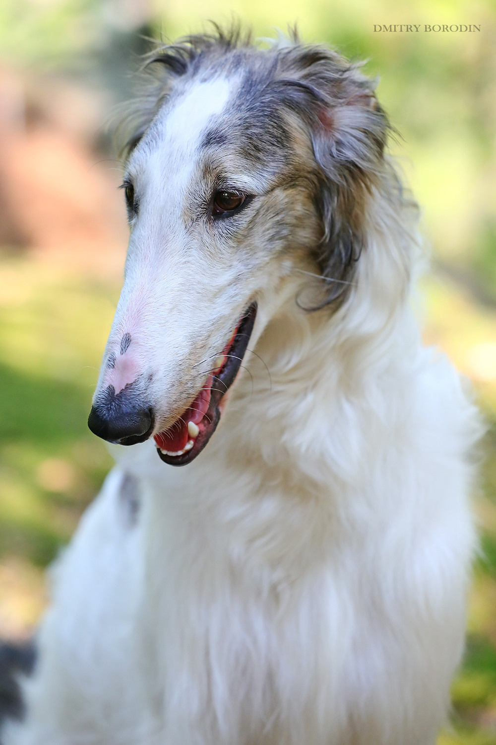 Русская псовая борзая. Фотограф Дмитрий Бородин