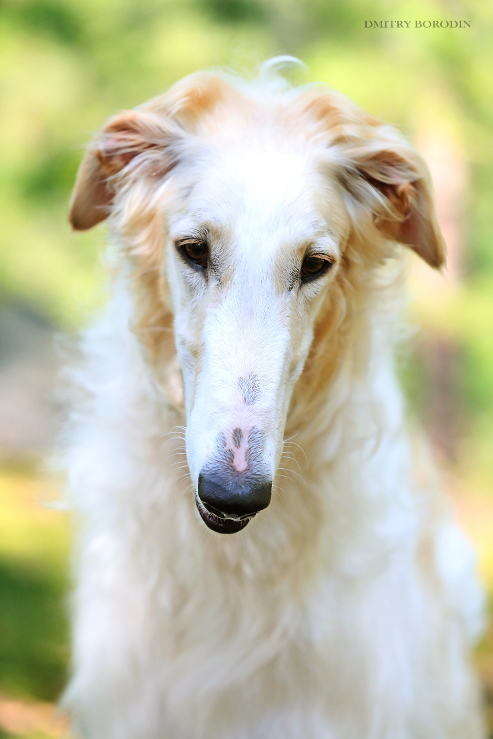 Русская псовая борзая. Фотограф Дмитрий Бородин