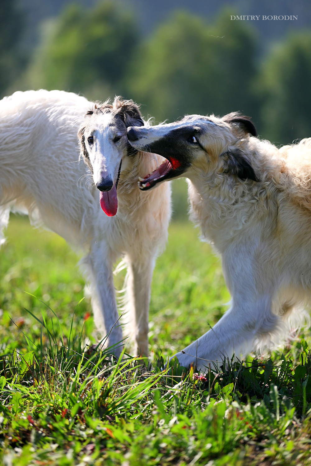 Русская псовая борзая. Фотограф Дмитрий Бородин