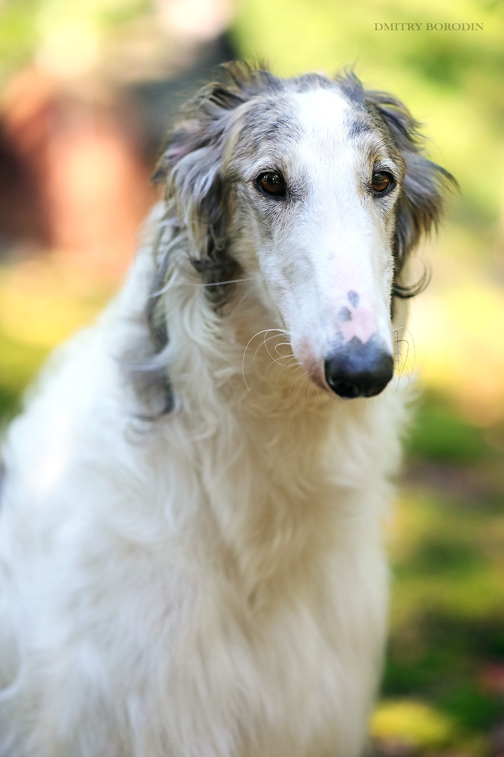 Русская псовая борзая. Фотограф Дмитрий Бородин
