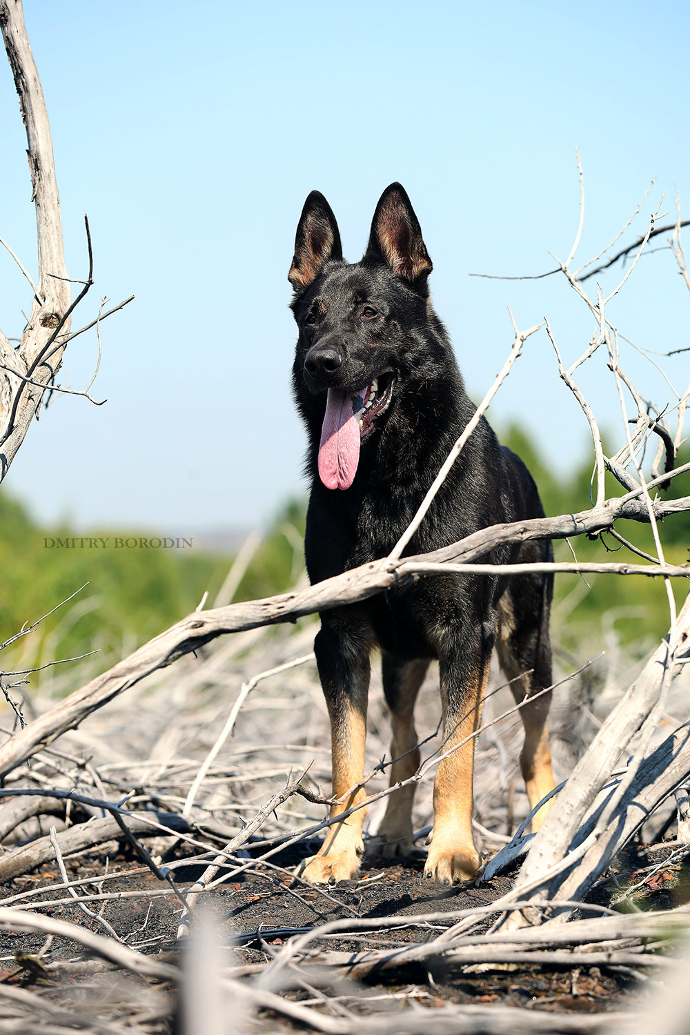 ВЕО. Фотограф Дмитрий Бородин