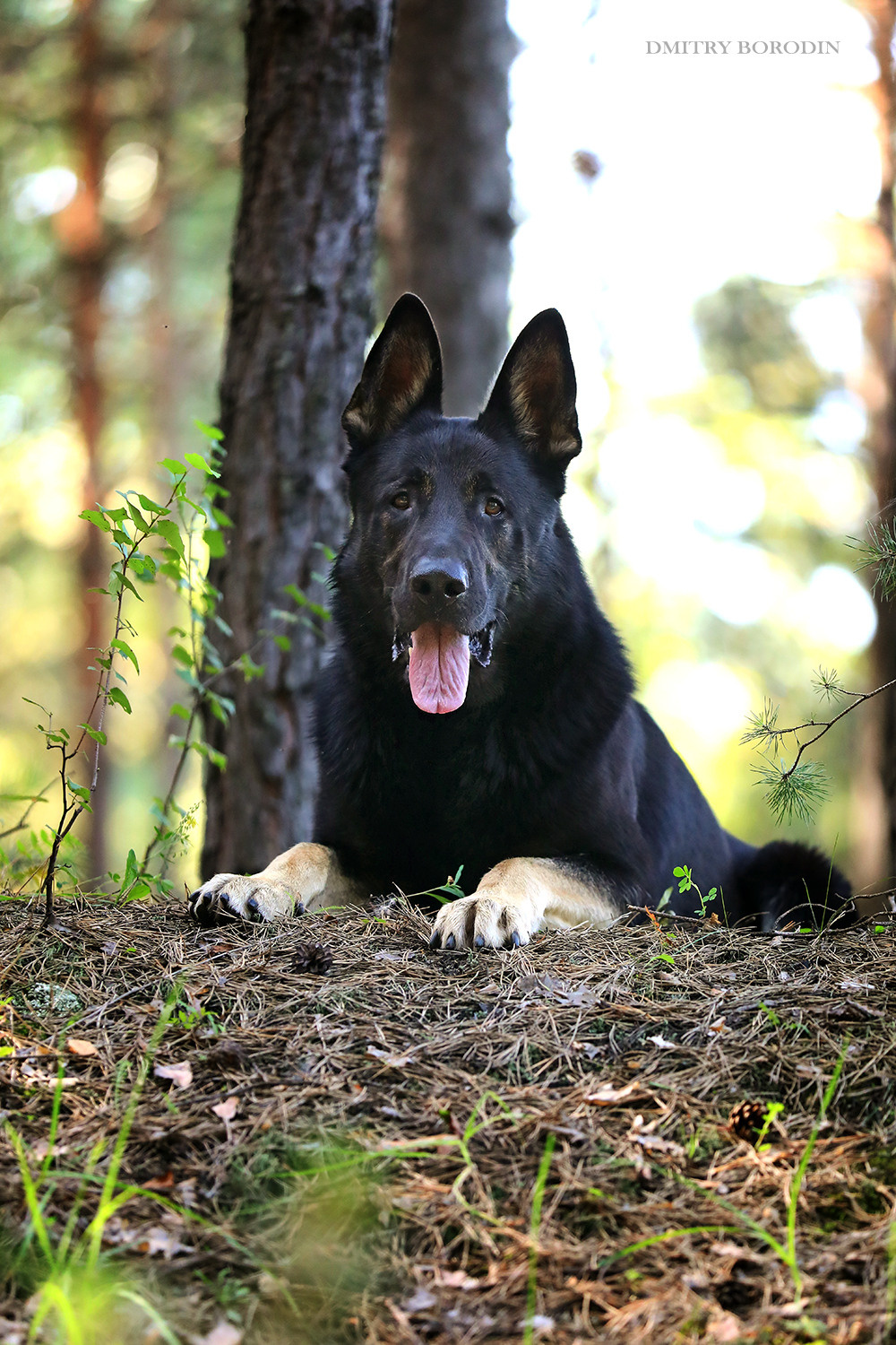 ВЕО. Фотограф Дмитрий Бородин