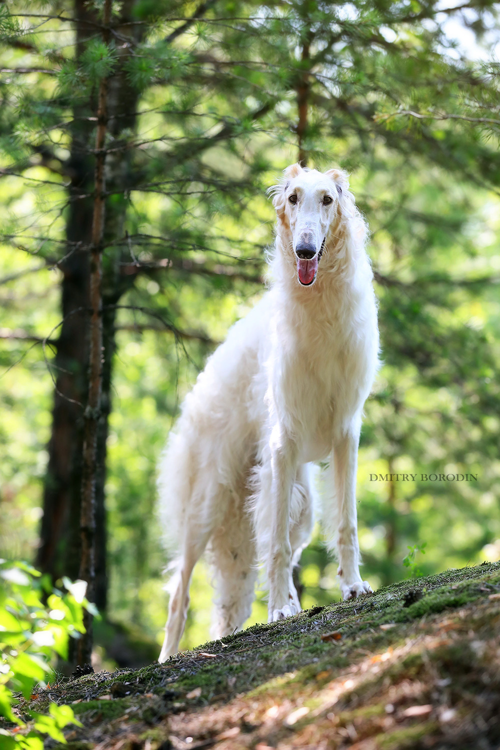 Русская псовая борзая. Фотограф Дмитрий Бородин