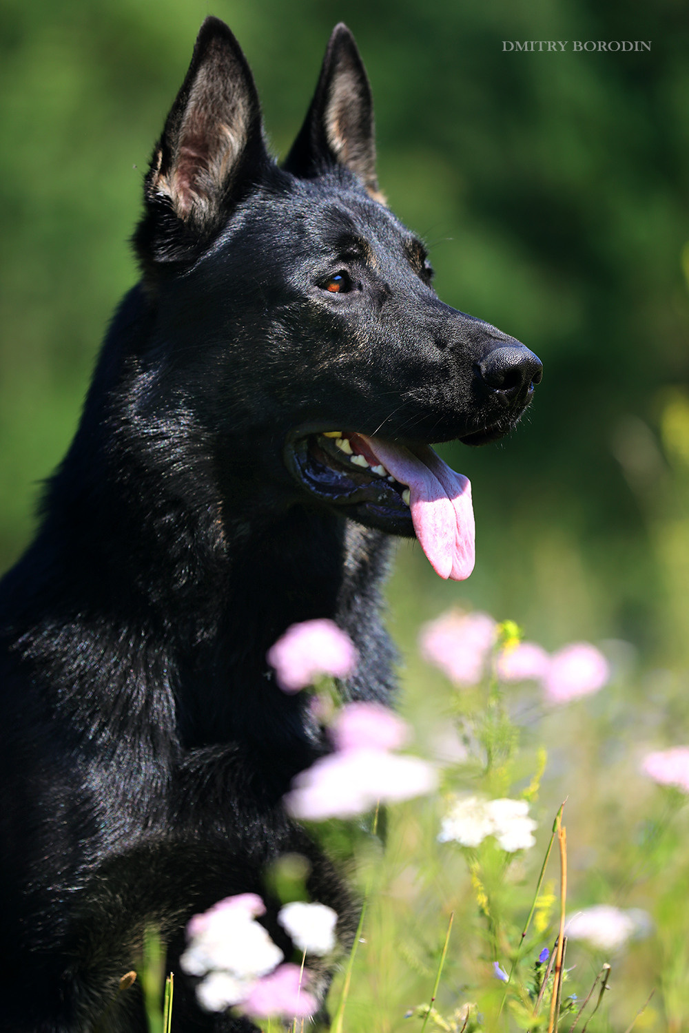 ВЕО. Фотограф Дмитрий Бородин