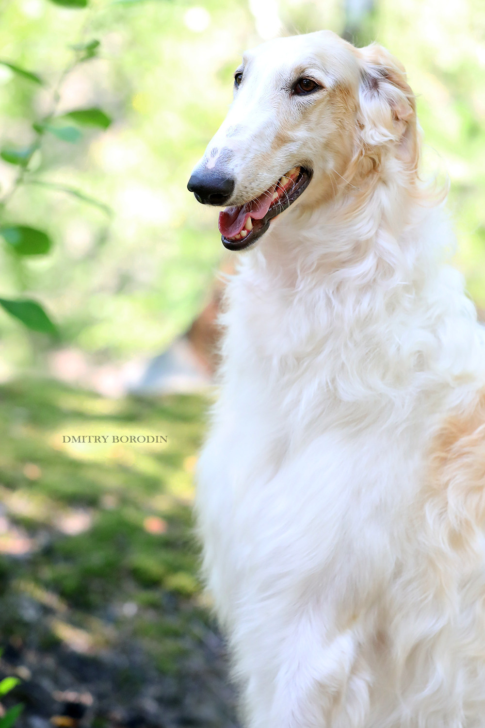 Русская псовая борзая. Фотограф Дмитрий Бородин