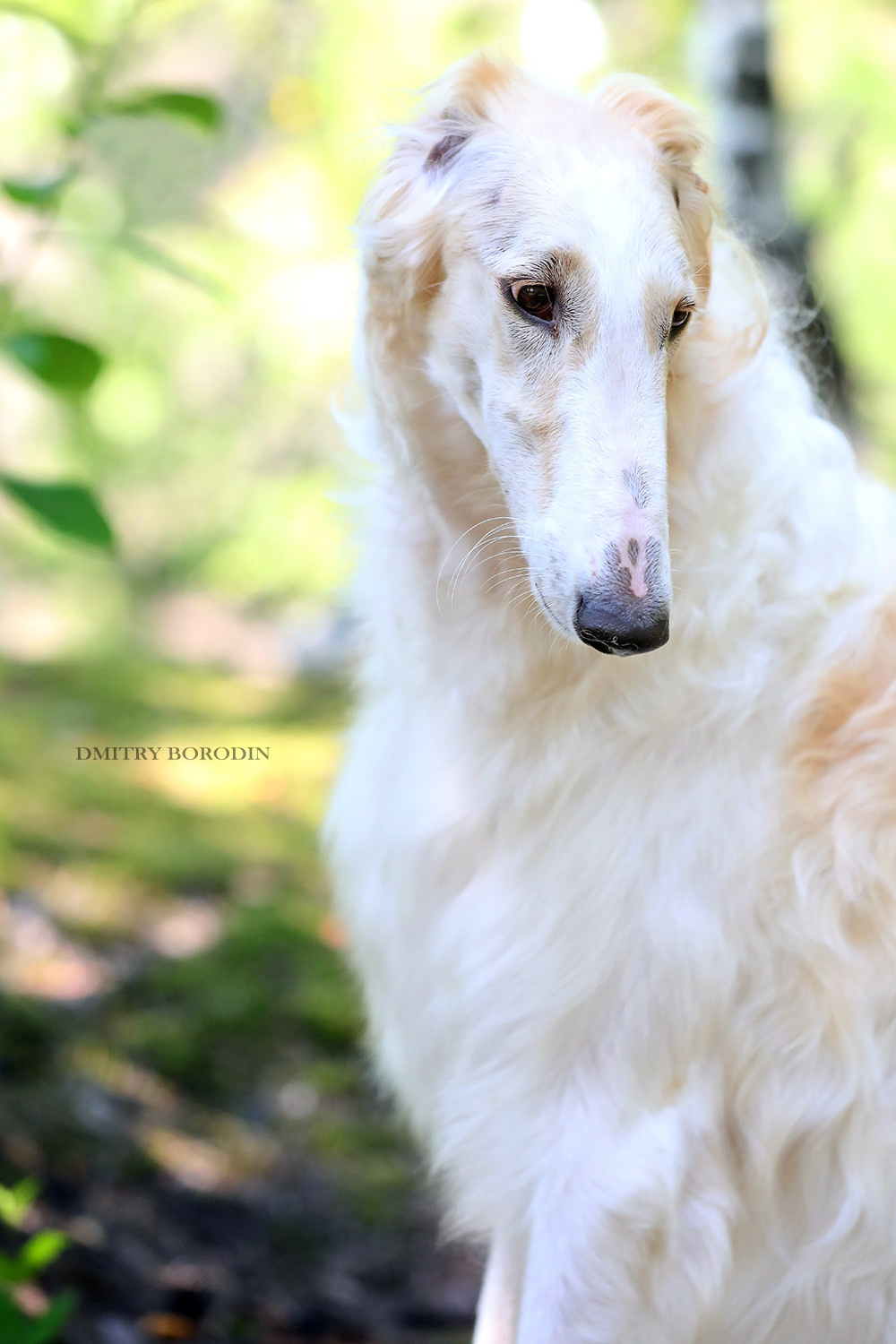 Русская псовая борзая. Фотограф Дмитрий Бородин