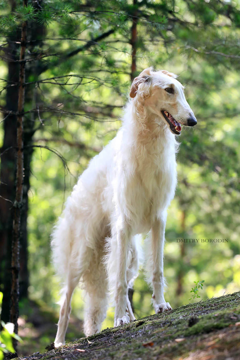 Русская псовая борзая. Фотограф Дмитрий Бородин