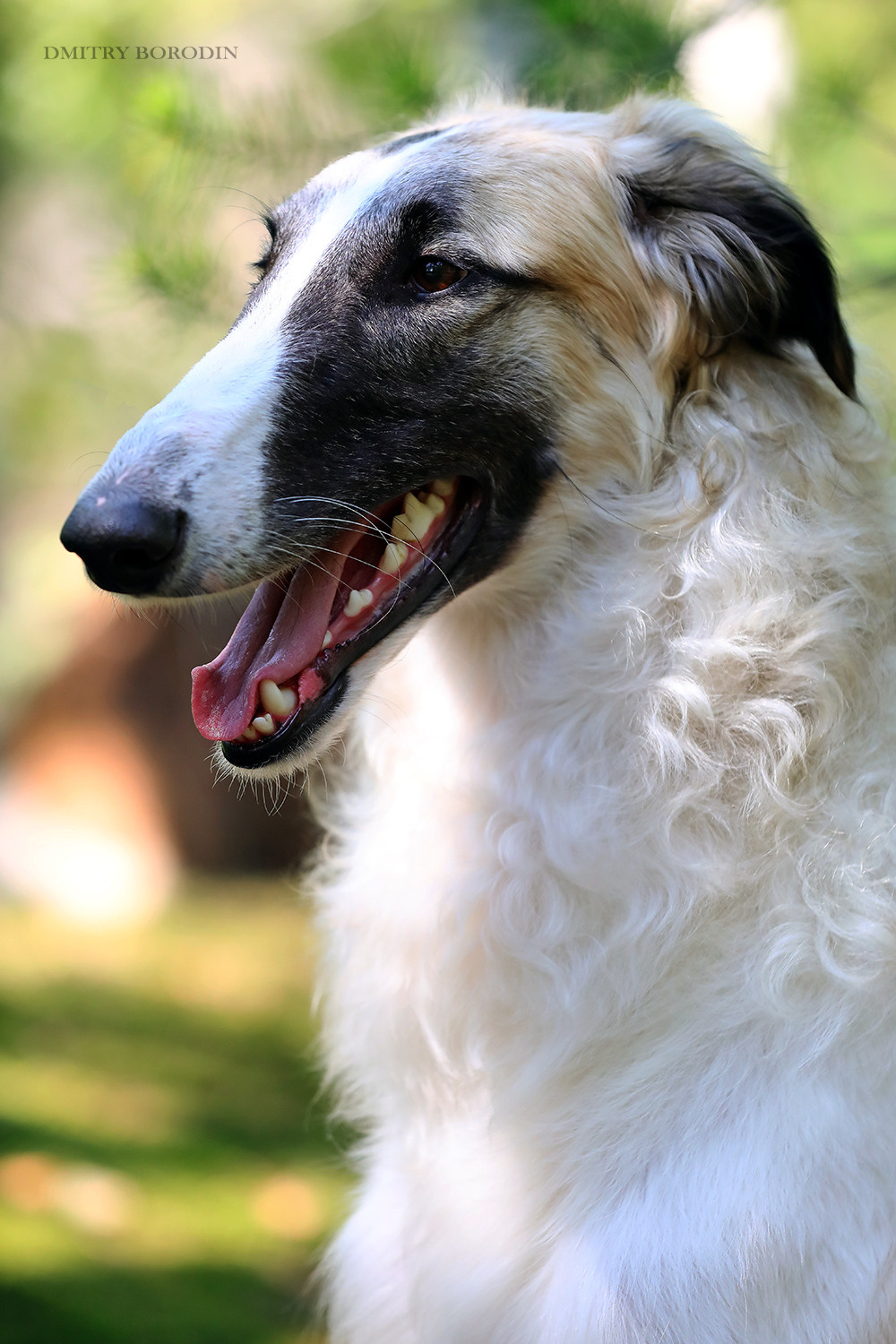 Русская псовая борзая. Фотограф Дмитрий Бородин