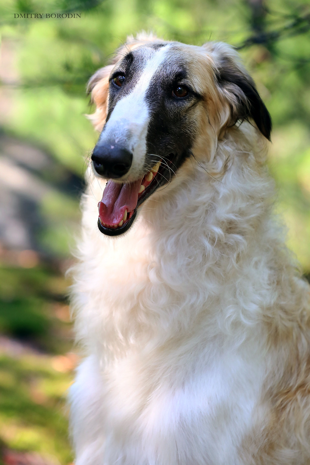 Русская псовая борзая. Фотограф Дмитрий Бородин