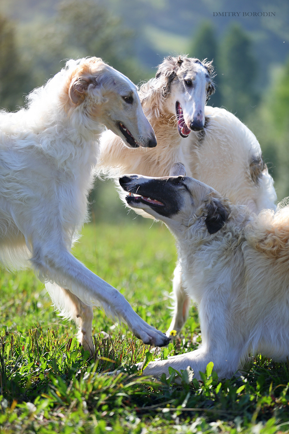Русская псовая борзая. Фотограф Дмитрий Бородин