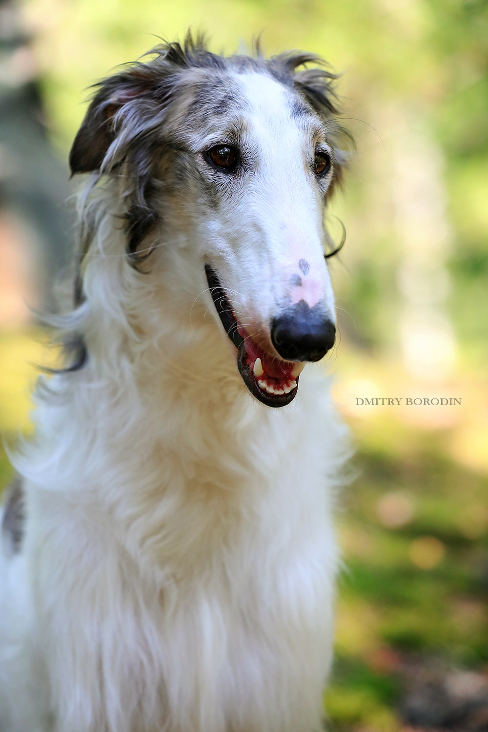 Русская псовая борзая. Фотограф Дмитрий Бородин