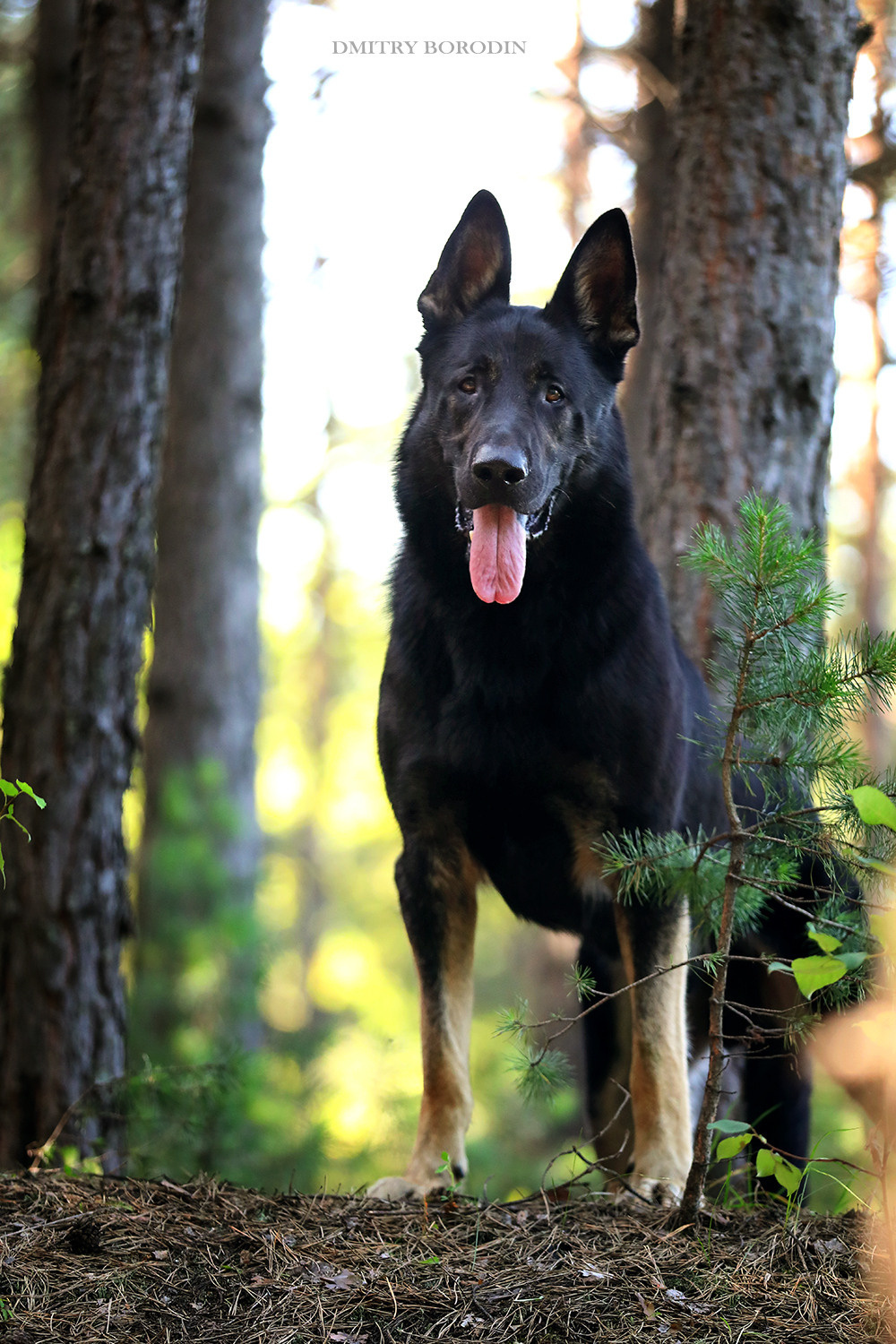 ВЕО. Фотограф Дмитрий Бородин