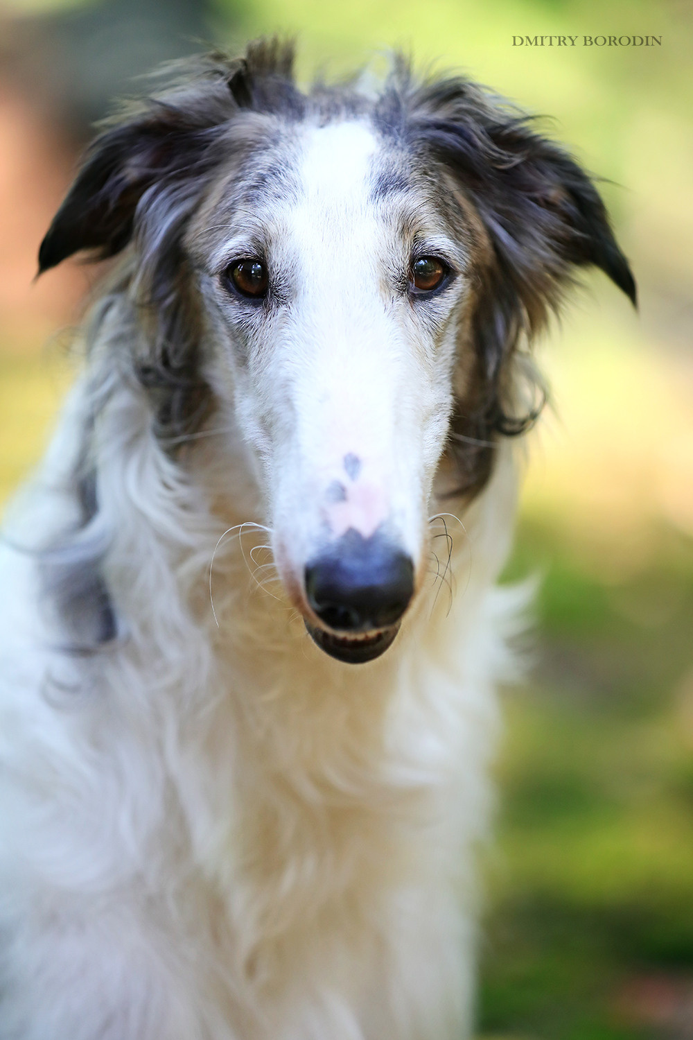 Русская псовая борзая. Фотограф Дмитрий Бородин
