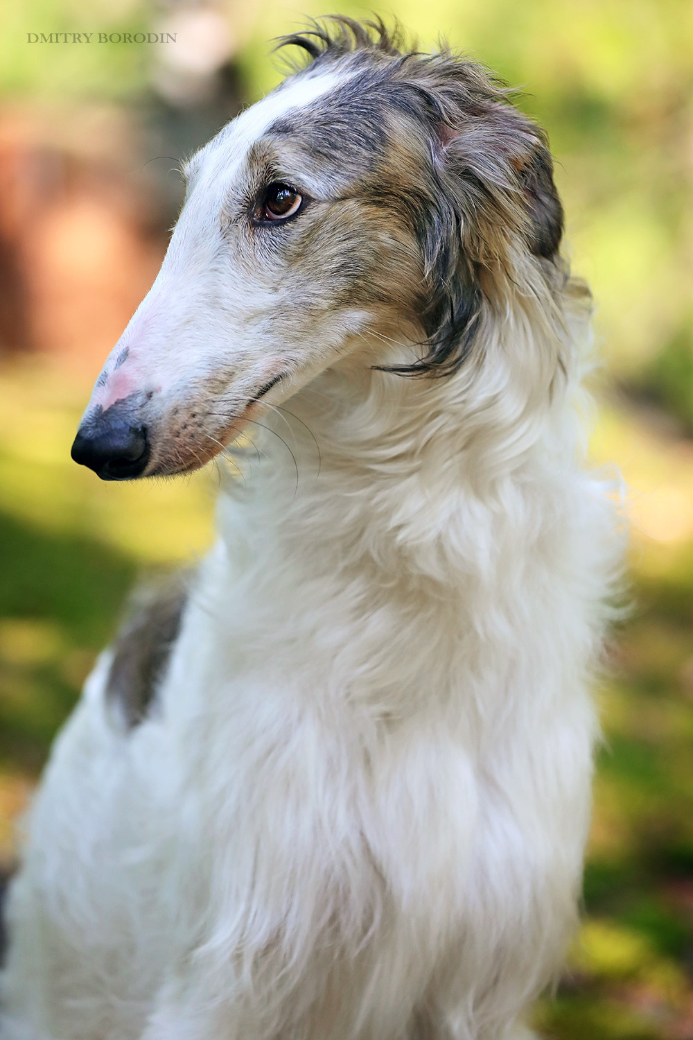 Русская псовая борзая. Фотограф Дмитрий Бородин