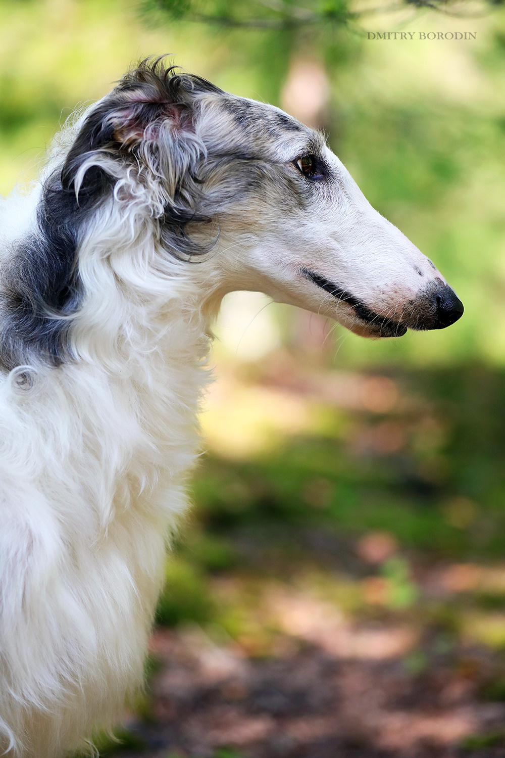 Русская псовая борзая. Фотограф Дмитрий Бородин